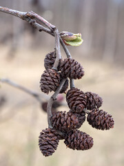 alder branch in spring