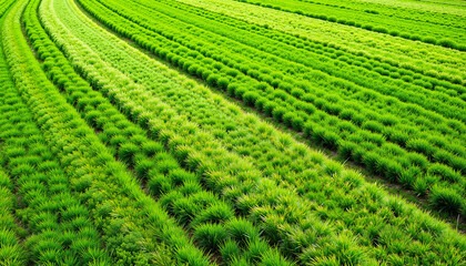 Lush green grass with mower lines, peaceful outdoor scenery