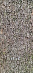 bark of a tree