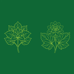 Outline flower set for artistic designs