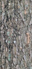 Obraz premium tree bark texture