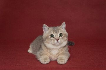 Young Scottish short-legged cat with green eyes