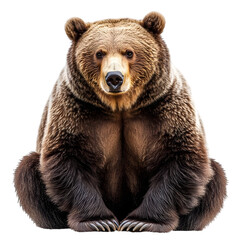 Obraz premium Grizzly bear sitting isolated on transparent background