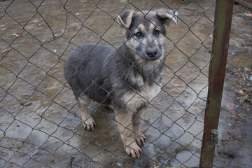 Sad puppy in an outdoor cage of an animal shelter