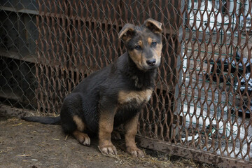 Sad puppy in  animal shelter