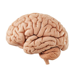 Human brain isolated on transparent background