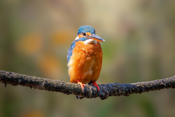 A female Common Kingfisher