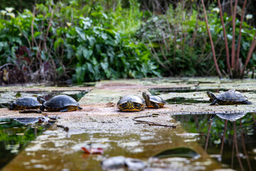 Sunbathing turtles in Palermo Botanical garden