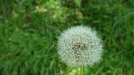 Fototapeta premium dandelion on green grass