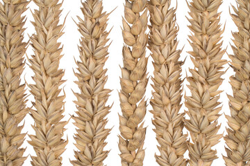 triticum aestivum pattern