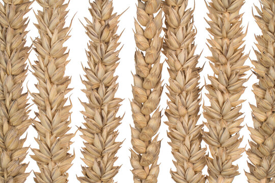 triticum aestivum pattern