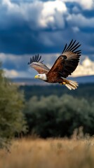 Obraz premium Majestic Bald Eagle Soars in Flight Against Dramatic Sky over Nature Landscape
