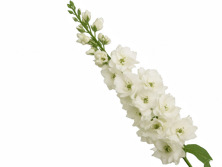 A white flower with a long stem. The flower is the main focus of the image