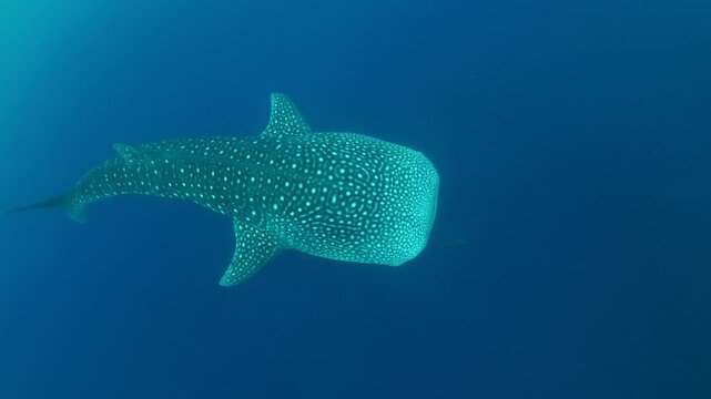 A large, filter-feeding whale shark, Rhincodon typus, slowly swims in shallow water near Gorontolo, Indonesia. This beautiful, tropical shark is considered an endangered species.