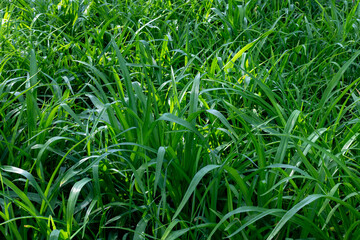 Obraz premium Long green grass waving in the wind texture background.