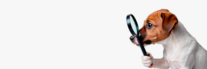 Portrait of funny dog ​​holding magnifying glass.