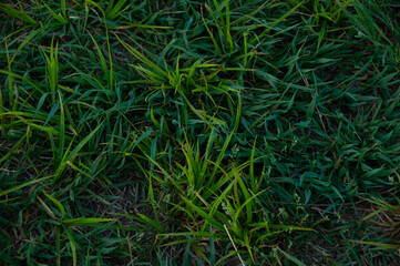 Close-up of fresh green grass leaves adorned with different hues during a tranquil golden hour.