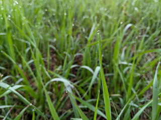 Close-up of fresh green grass leaves adorned with shimmering dewdrops on a tranquil early morning.