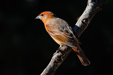 Hepatic Tanager (Piranga flava), Perched