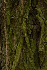 Tree bark background, close up view