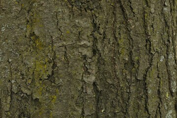 Tree bark background, close up view