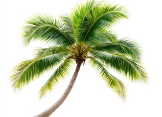 Isolated Palm Tree Against White Background for Tropical Summer Vibe