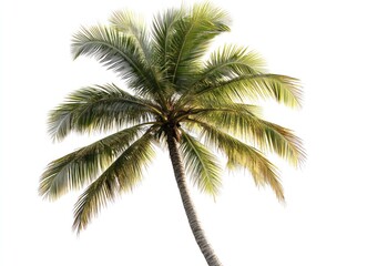 Isolated Palm Tree on White Background for Tropical Design Element