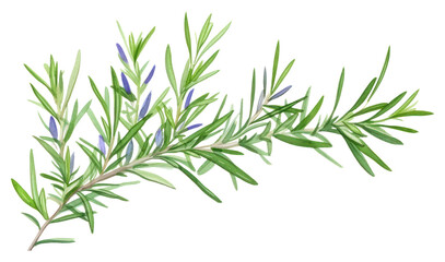 Fototapeta premium PNG Rosemary watercolor border flower plant herbs.