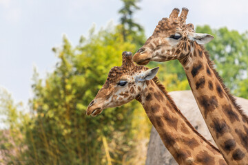 Natural reserve in Kenya. Couple of giraffes in safari park. Wildlife animals in savanna