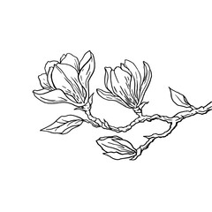 Sketch Magnolia flowers