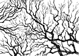 Tree branches silhouette isolated on white background