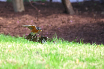 Fighting male robins fighting on a clear spring day. 