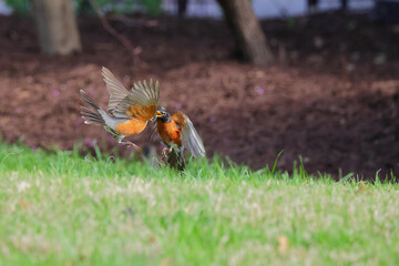 Fighting male robins fighting on a clear spring day. 