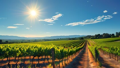 Fototapeta premium Sun Kissed Vineyard with Golden Grapes Under a Clear Blue Sky