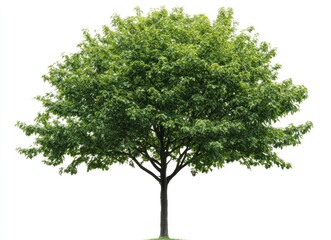 Fototapeta premium Isolated Green Tree with Full Foliage on White Background Studio Shot