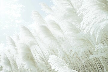 Fluffy white grass field under a bright sky. Possible use nature background, wallpaper