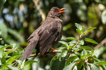 The common blackbird close-up portrait. Singing with open beak. Funny animal photo. Copy space for wildlife scene.