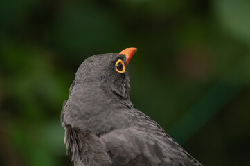 The common blackbird close-up portrait. Singing with open beak. Funny animal photo. Copy space for wildlife scene.
