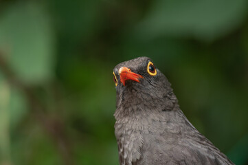 The common blackbird close-up portrait. Singing with open beak. Funny animal photo. Copy space for wildlife scene.