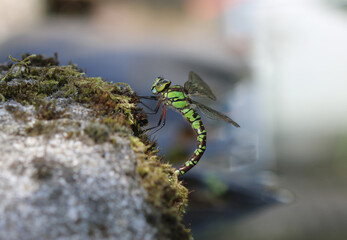 Blaugrüne Mosaikjungfer - Southern Hawker