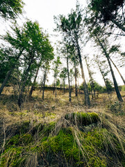 Low angle view of evergreen trees in the forest