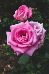 Pink roses in the garden