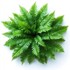 Green fern leaves on white background., Green fern plants in top view isolated.