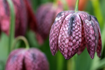 beautiful blooming fritillary checkered on a blurred background