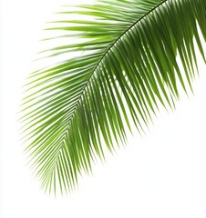 Obraz premium Green Palm Leaf Branch Close-up on White Background for Summer