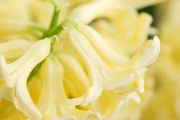 blooming yellow hyacinth on blurred background close-up