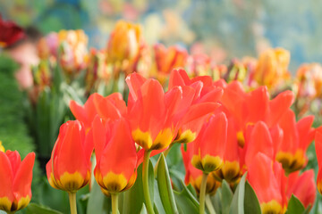 blooming red tulips on blurred background close-up