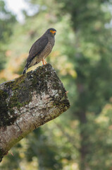 Peregrine falcon perched on a branch of a tropical tree in the forests of Colombia. The bird stares at the landscape. background copy space.