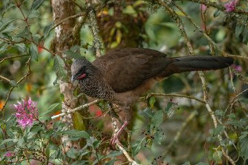large bird in the middle of a tropical forest where there are flowers. A wild environment with natural colors.