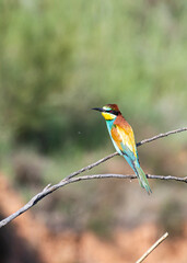 Colorful bird perched on a branch in natural habitat during sunny day
